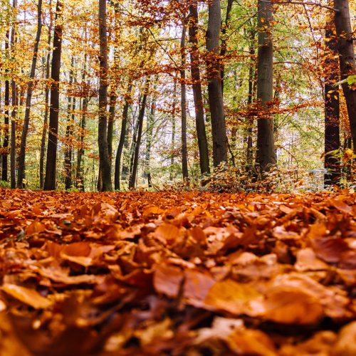 A lot of dry autumn maple leaves fallen on the ground surrounded by tall trees on a blurred background